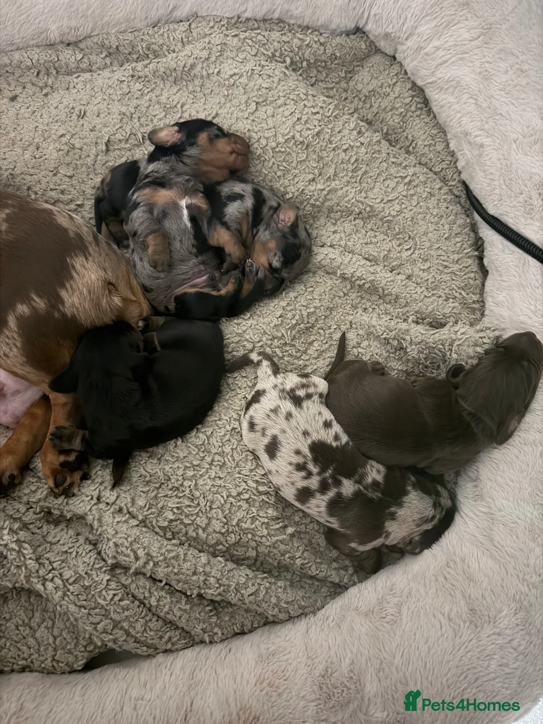 Miniature Dachshund dogs for sale: Last girl for sale - Advert 2