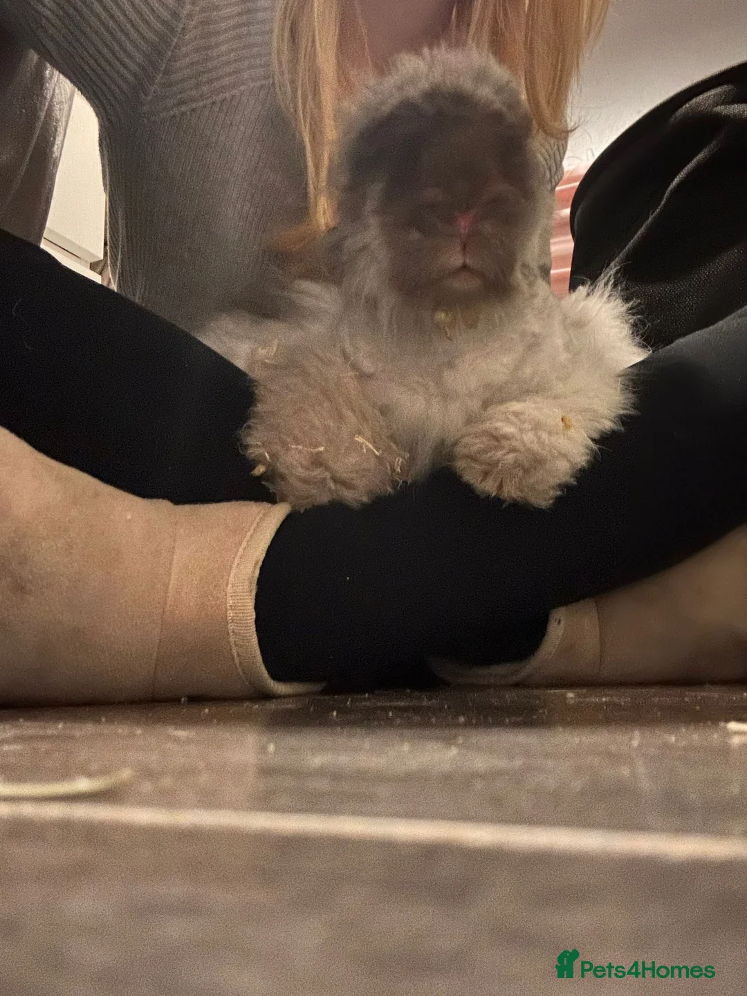 Angora rabbits for sale: Neutered Male angora rabbit  - Advert 2