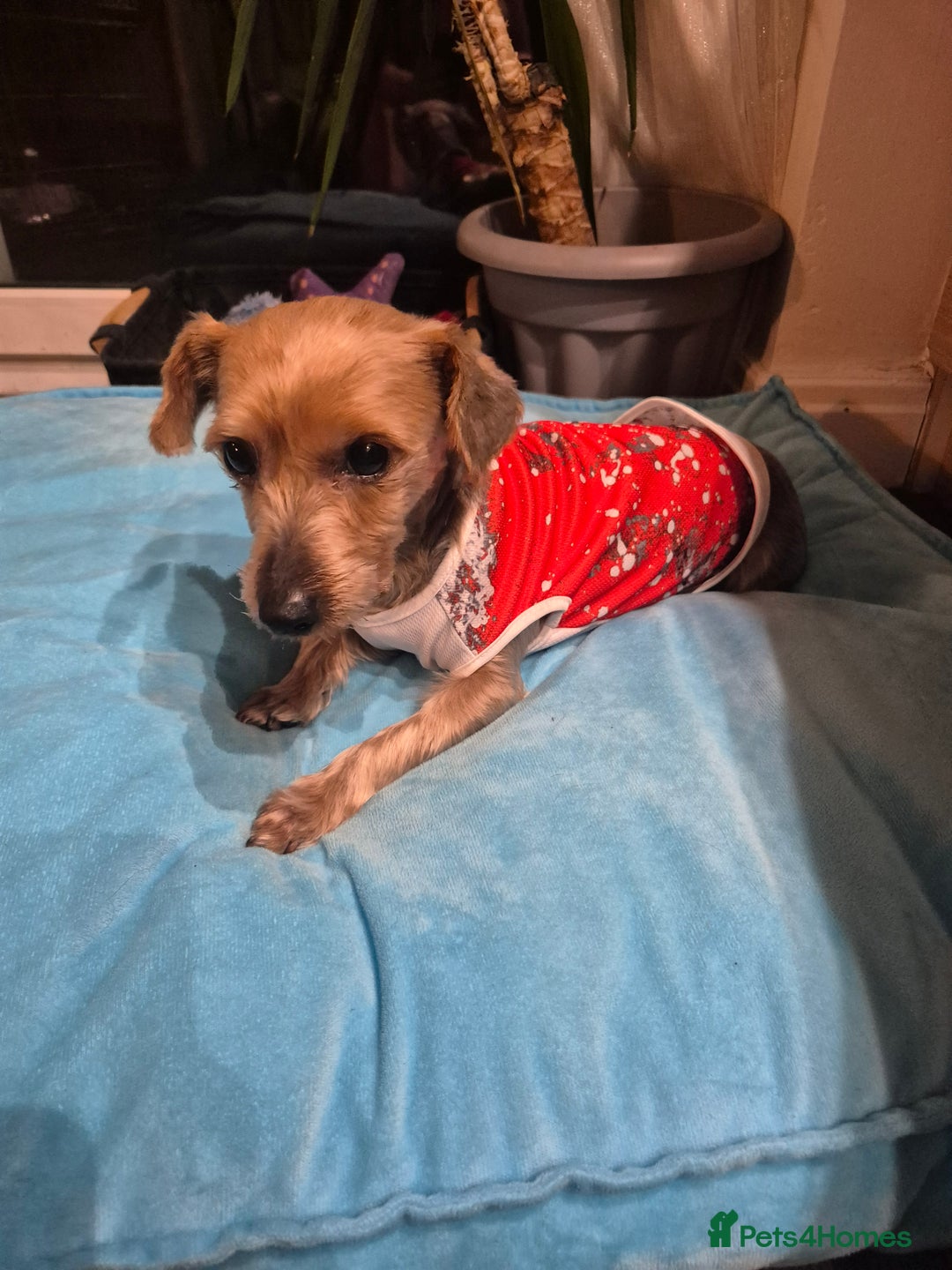 Yorkshire Terrier dogs for sale: Yorkshire terrier female for sale - Advert 1