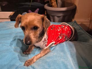 Yorkshire Terrier dogs Yorkshire terrier female for sale - Advert 2