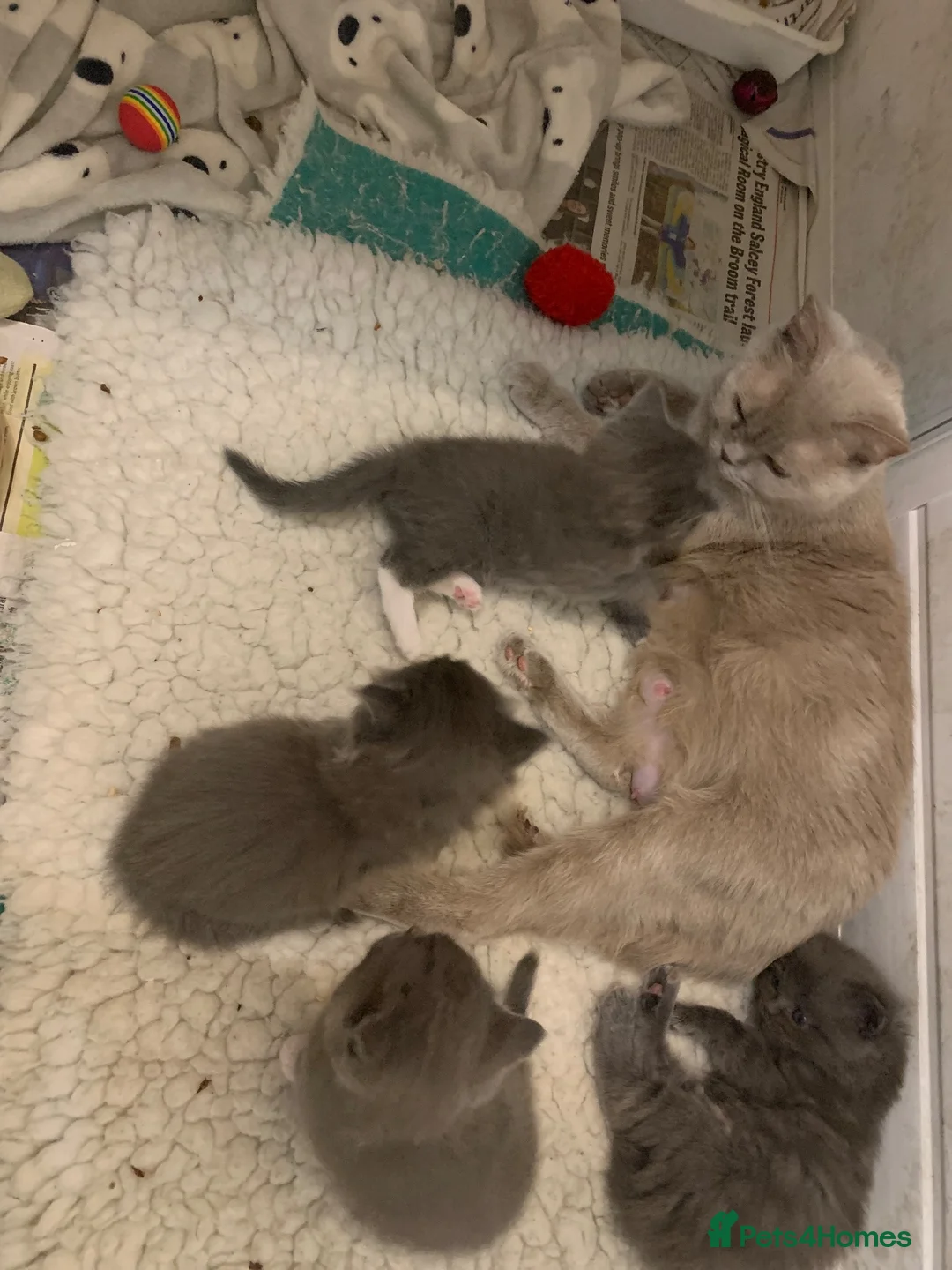 British Shorthair cats for sale: British shorthair x Ragdoll  - Advert 7