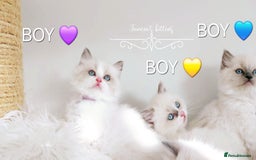 Ragdoll cats for sale: Beautiful Ragdoll kittens 😻😻😻 - Image 5