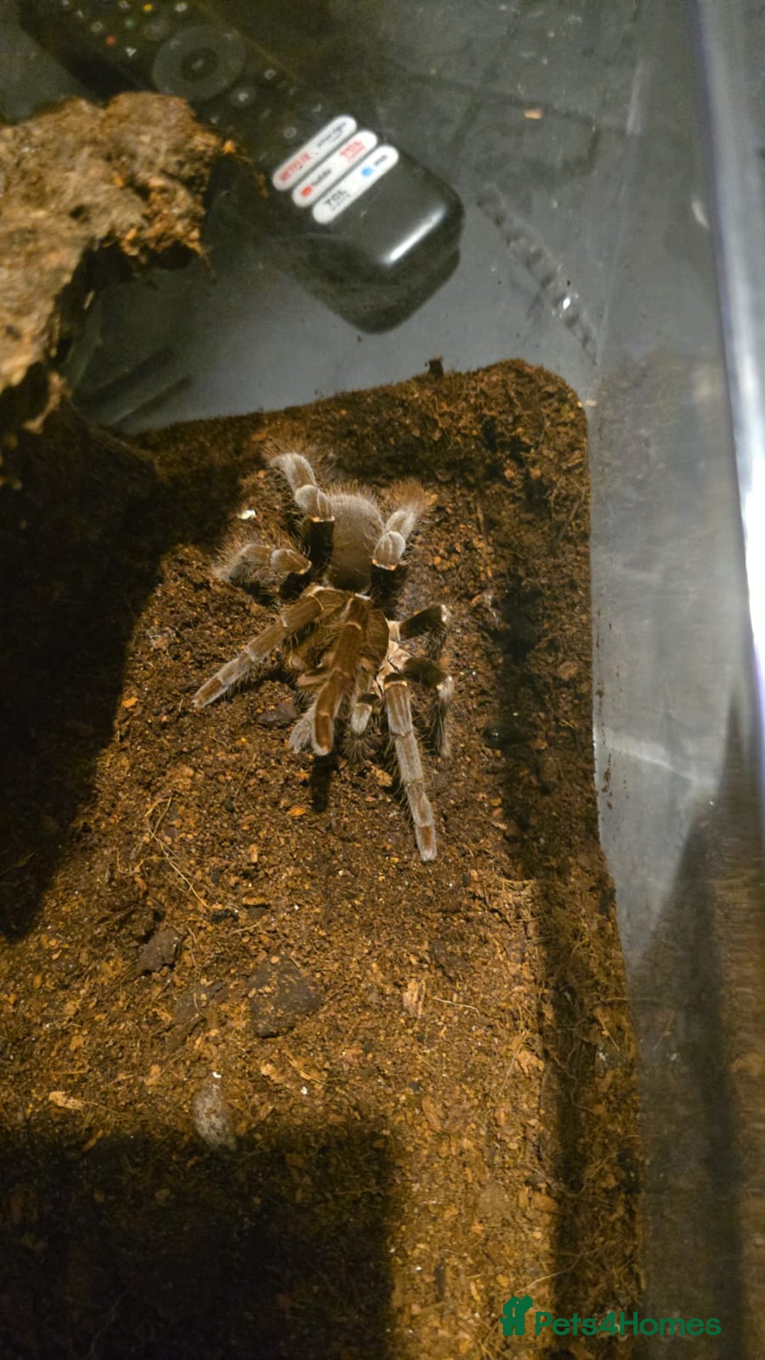 Tarantulas invertebrates for sale: Nigerian brown baboon  - Image 2