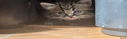 Persian cats for sale: Irresistible Russian Blue Persian Kittens. - Advert 10