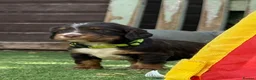 Cocker Spaniel dogs for sale: Liver (Chocolate) Working Cocker Spaniel Puppies - Advert 18