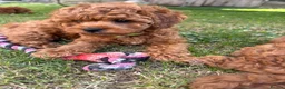Cockapoo dogs for sale: Last girl available, ready for her forever home! - Advert 5