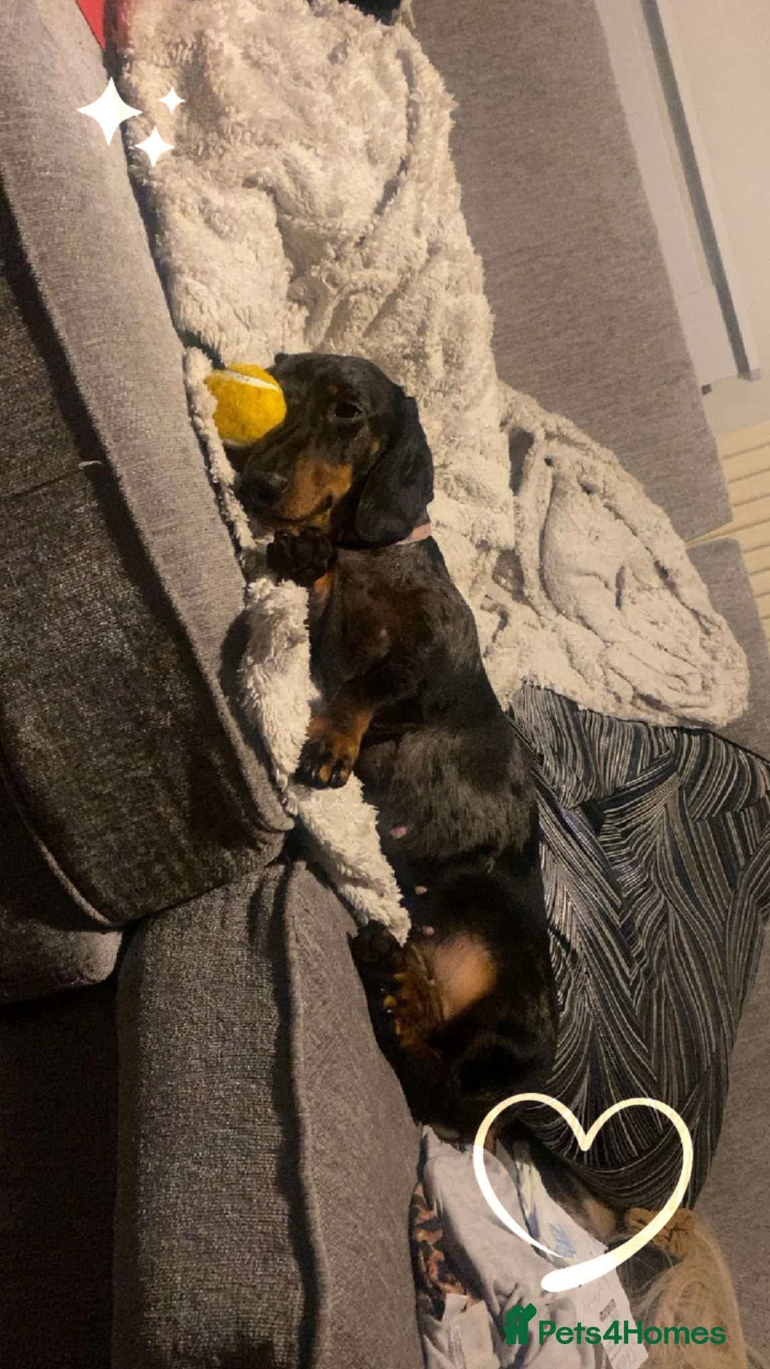 Miniature Dachshund dogs for sale: BEAUTIFUL PERFECT MINI DACHSHUND PEDIGREE PUP in Sheffield - Advert 6