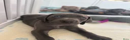 Weimaraner dogs for sale: KC Reg Weimaraner Puppies Silver & Blue - Advert 22