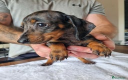 Dachshund dogs for sale: 4 beautiful miniature dachshunds. - Image 7