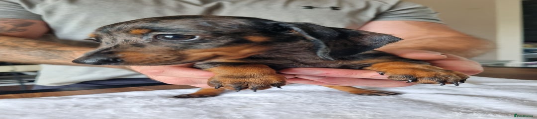 Dachshund Puppy 3