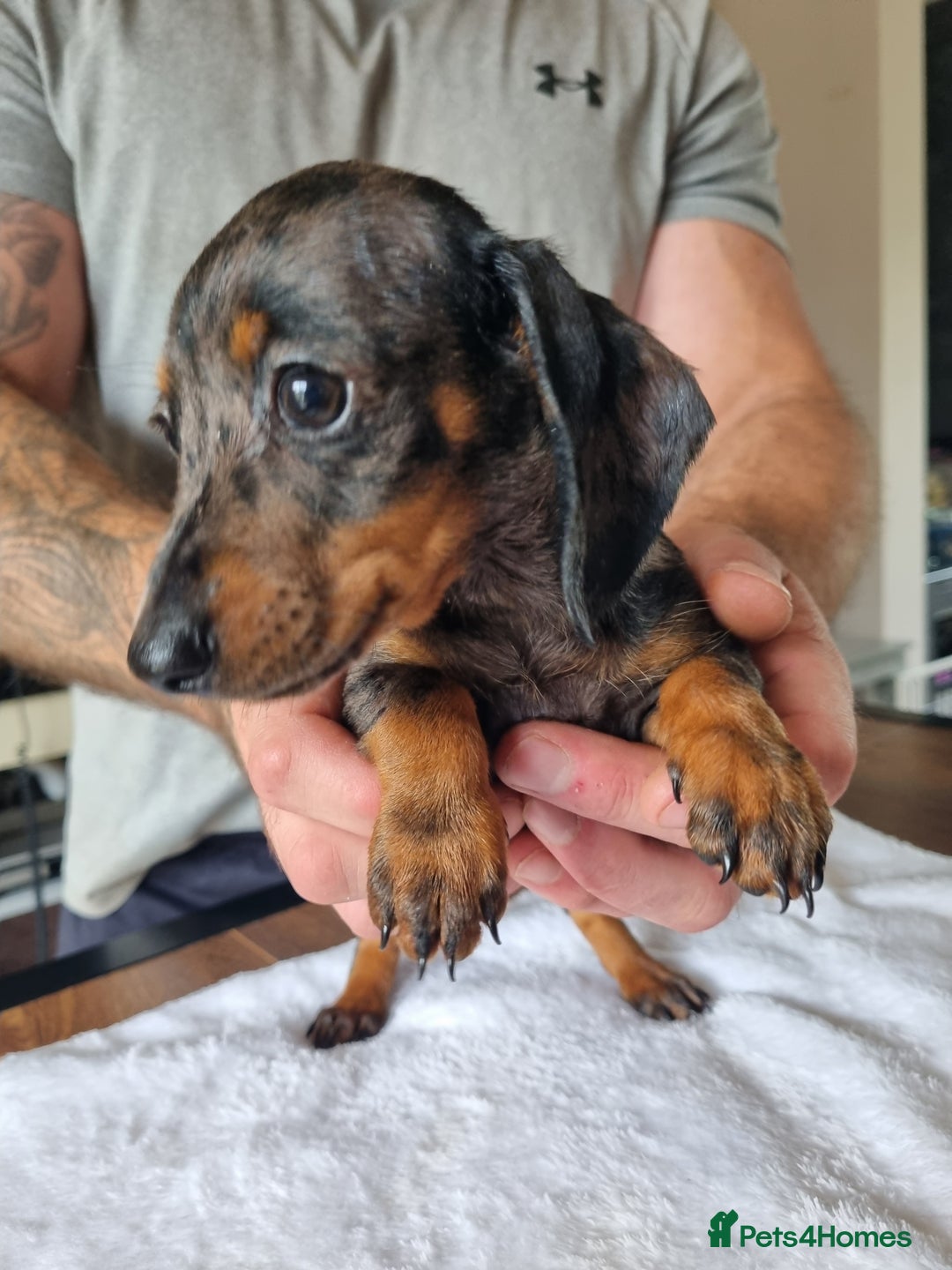 Dachshund dogs for sale: 4 beautiful miniature dachshunds. - Image 7
