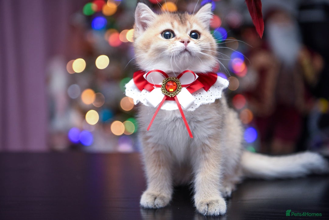 British Shorthair cats for sale: British shorthair pedigree kittens - Advert 2