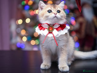 British Shorthair cats British shorthair pedigree kittens - Advert 1