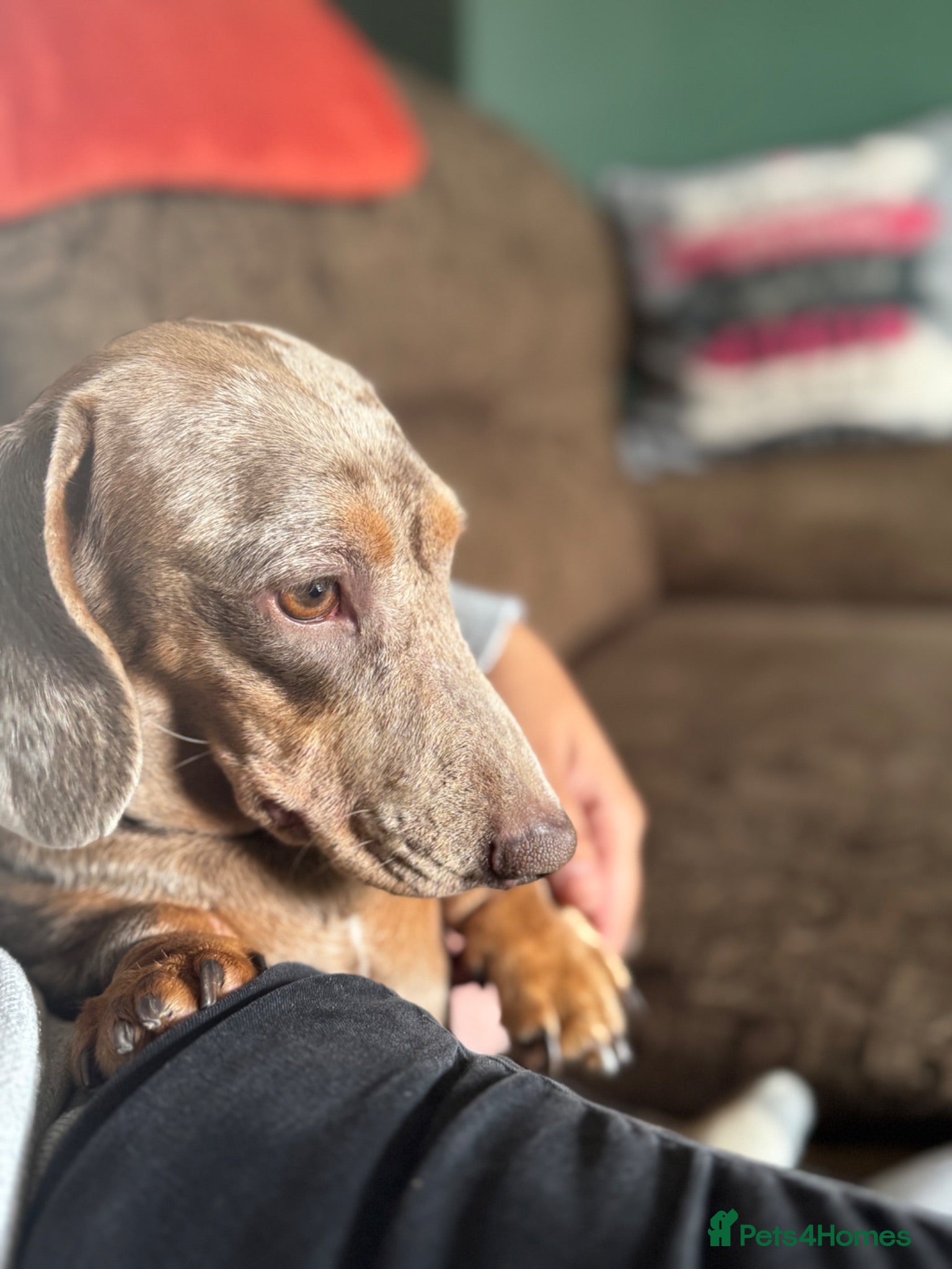 Miniature Dachshund dogs Beautiful Dachshund, PLEASE READ DESCRIPTION  - Advert 1