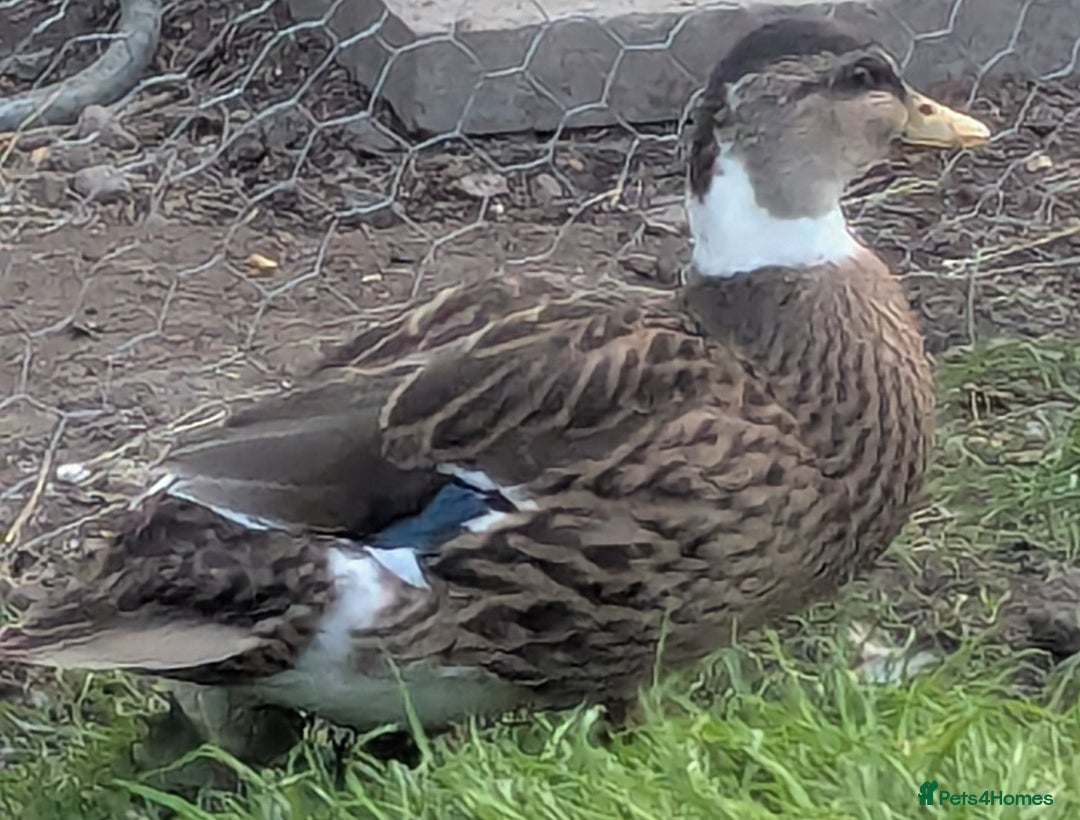 Ducks poultry for sale: Pure call ducks looking for a new pond.  - Image 3