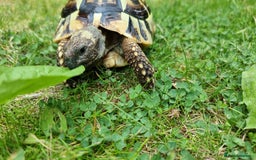 Tortoise reptiles for sale: Testudo Hermanni -tortoise for sale 7 years old - Image 9