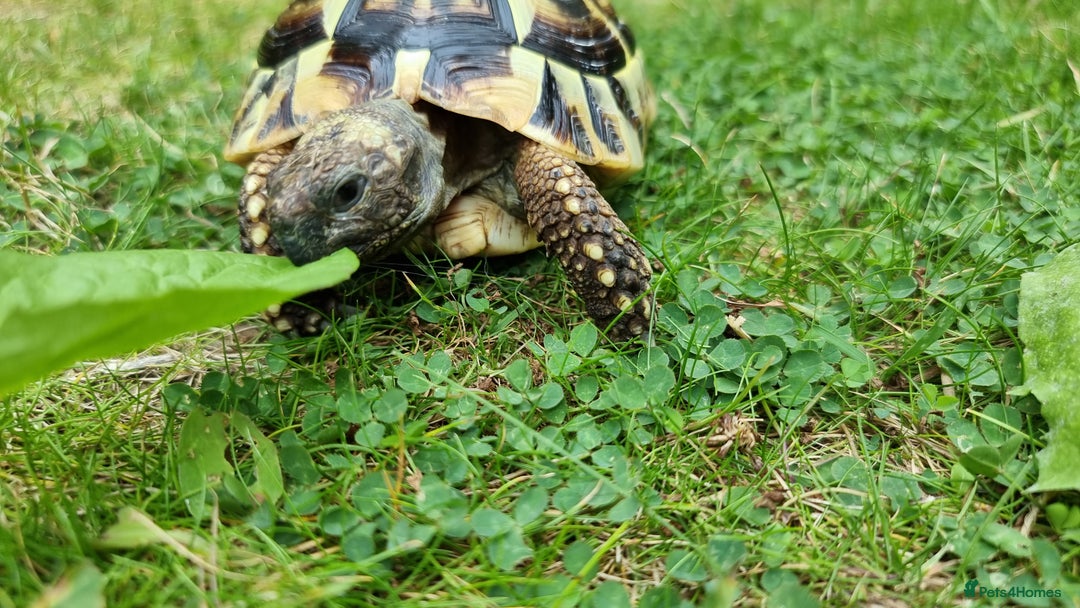 Tortoise reptiles for sale: Testudo Hermanni -tortoise for sale 7 years old - Image 9