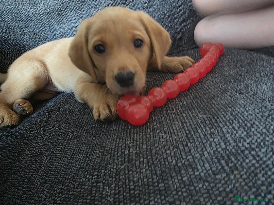 Labrador Retriever dogs for sale: Male labrador retriever  - Image 4