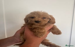 Cockapoo dogs for sale: cockapoo puppies  - Image 30