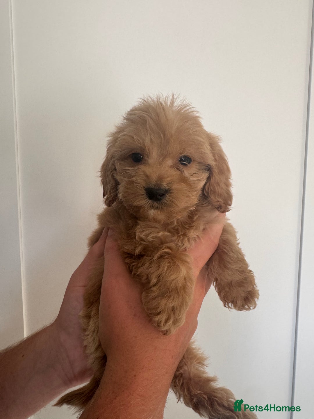 Cockapoo dogs for sale: cockapoo puppies  - Image 30