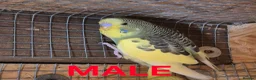 Budgerigars birds for sale: Budgies for sale :)  - Advert 7