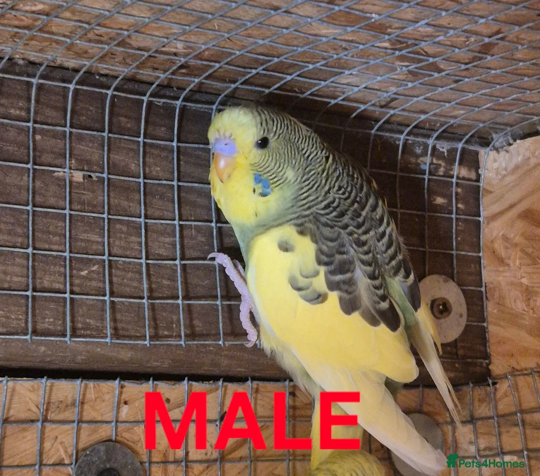 Budgerigars birds for sale: Budgies for sale :)  - Advert 7