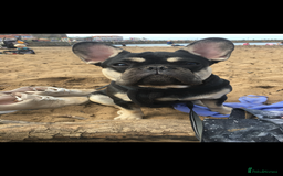 French Bulldog dogs for sale: French bull dog.  - Image 1