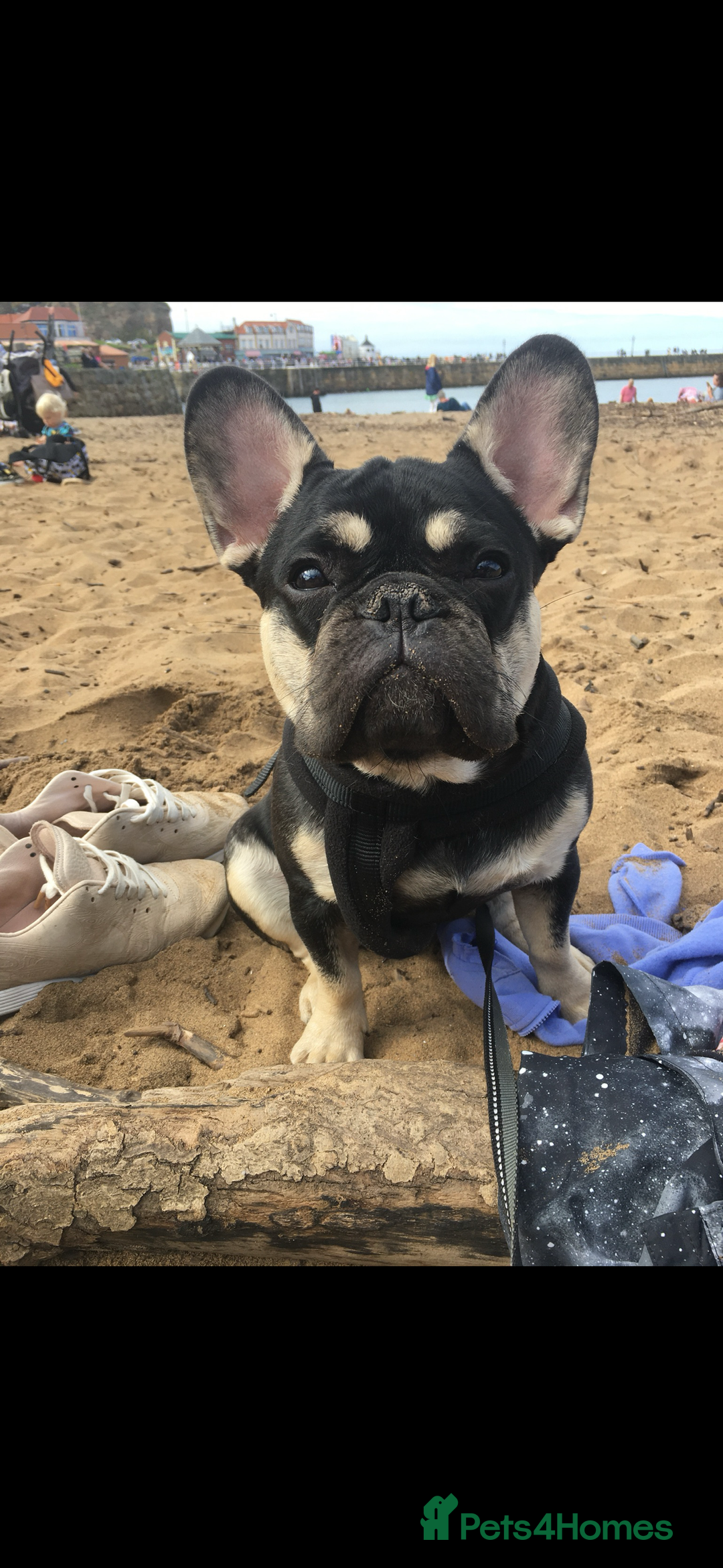 French Bulldog dogs for sale: French bull dog.  - Image 1