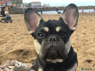 French Bulldog dogs for sale - Advert 1