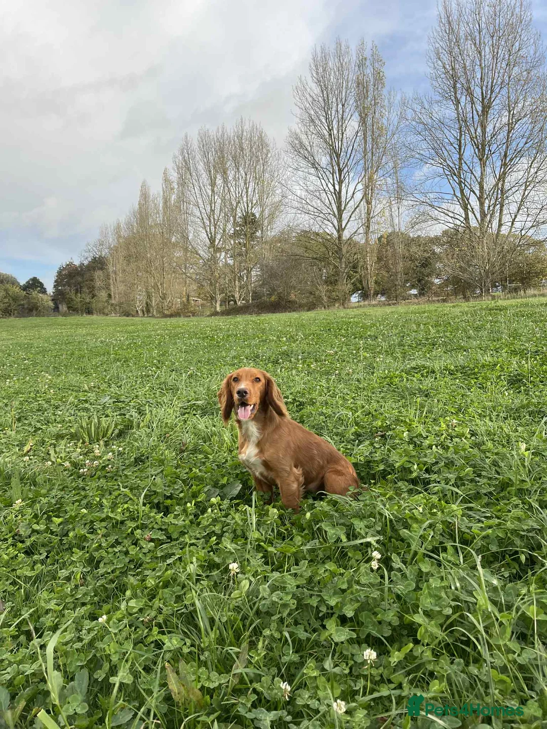 Cocker Spaniel dogs for stud: 5⭐️ Pedigree Heath tested Working Cocker Spaniel - Advert 2