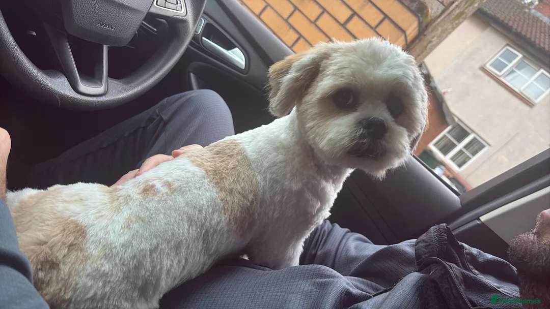 Lhasa Apso dogs for adoption: Kenzo  - Advert 2