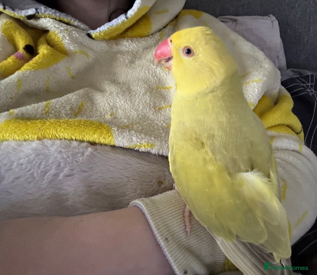 Parrots birds for sale: Three beautiful birds for sale - Advert 7