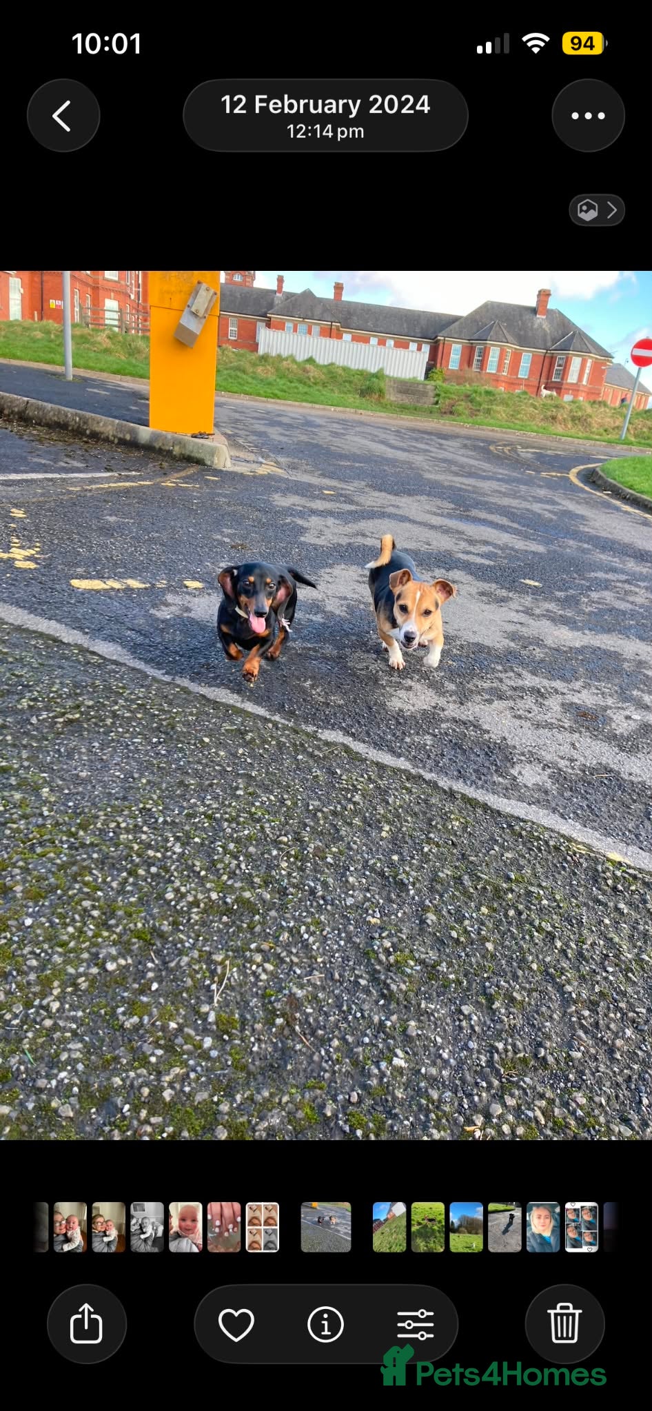 Dachshund dogs 3 year old mini for sale or adoption  - Advert 2