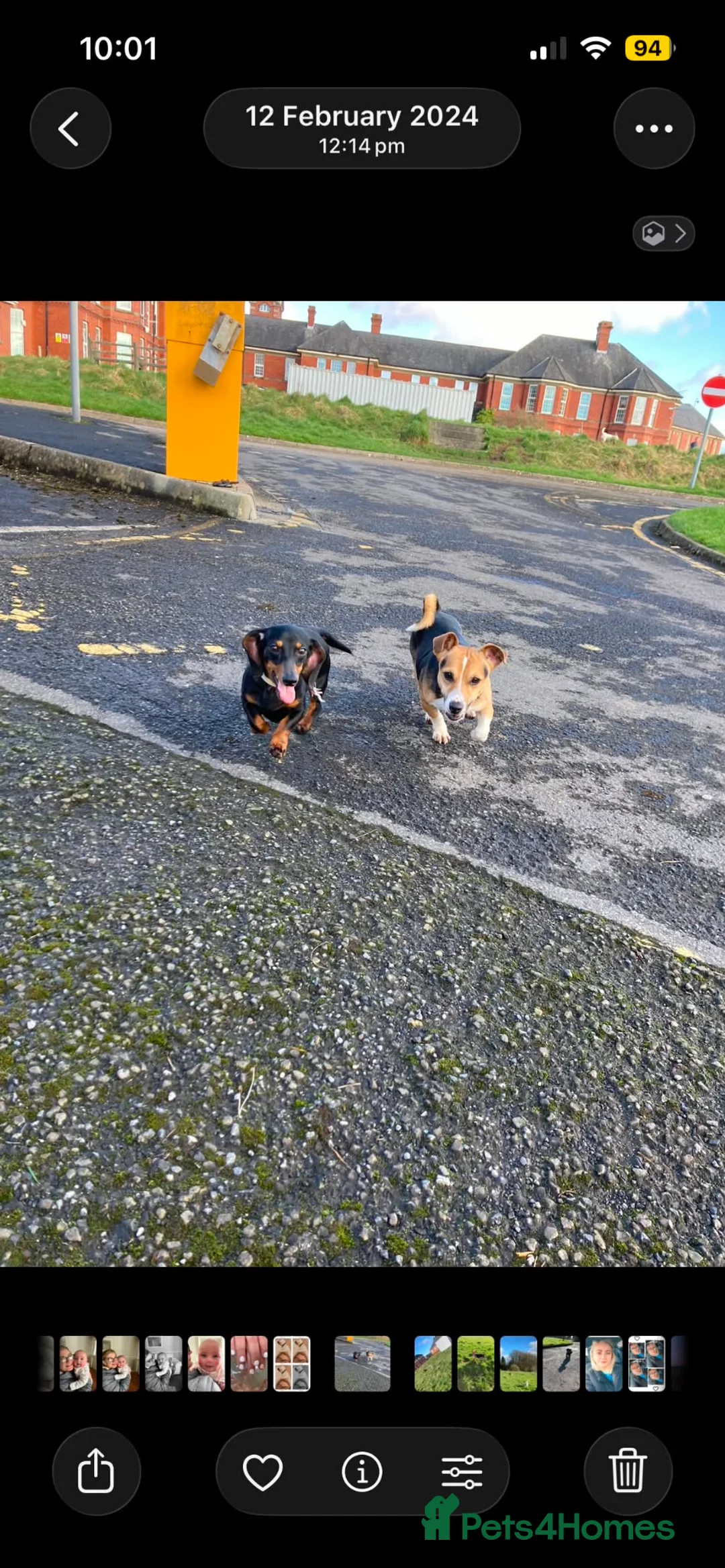 Dachshund dogs for sale: 3 year old mini for sale or adoption  - Advert 1