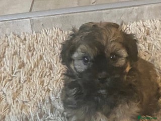 Havanese dogs Full Breed Havanese - Advert 1