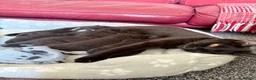 Bombay cats for sale: Beautiful Bombay x BSH Tuxedo Kittens in Bury - Advert 15
