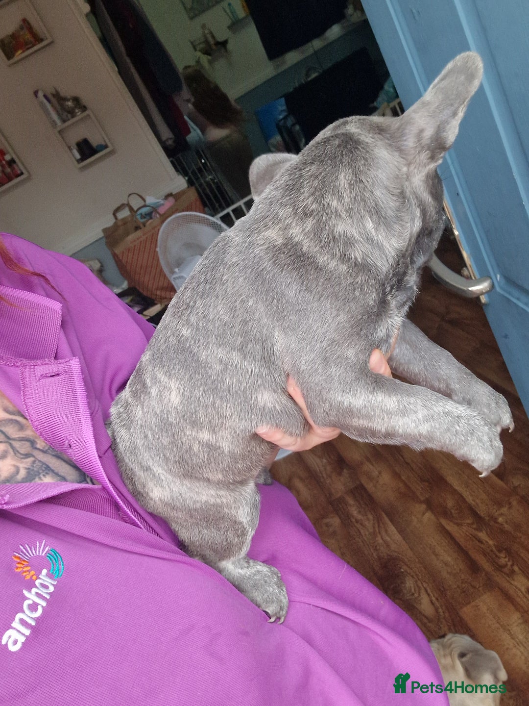 French Bulldog dogs for sale: Beautiful brindle french-bulldog girl left!  - Image 28