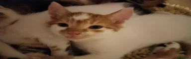 Ginger white tabby tobi 