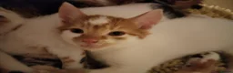 Mixed Breed cats for sale: Beautiful kittens looking for forever homes  - Advert 20