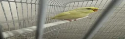 Budgerigars birds for sale: Baby Budgies for sale - Advert 9