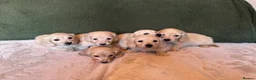 Miniature Dachshund dogs for sale: Cream long haired dachshund   - Advert 7
