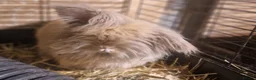 Mini Lion Lop rabbits for sale: Friendly, loving, young Lion-lop boy Garfield🐰♥️  - Advert 3