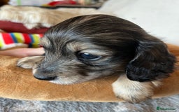 Miniature Dachshund dogs for sale: Miniature Longhaired Dachshunds ready 10.12.25 - Advert 15