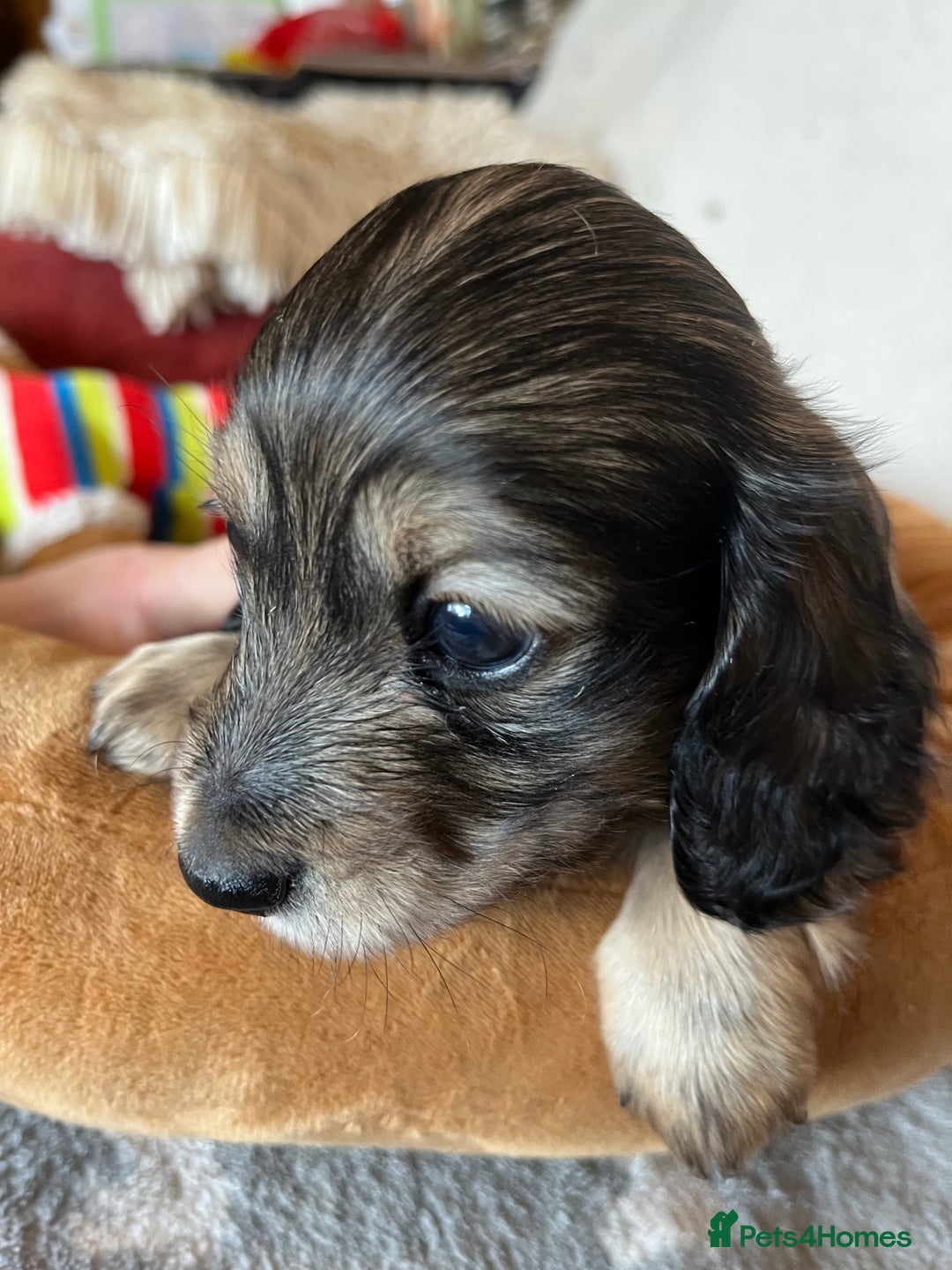Miniature Dachshund dogs for sale: Miniature Longhaired Dachshunds ready 10.12.25 - Advert 15