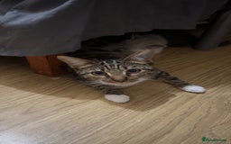 Mixed Breed cats for sale: mixed breed male cat - Image 5