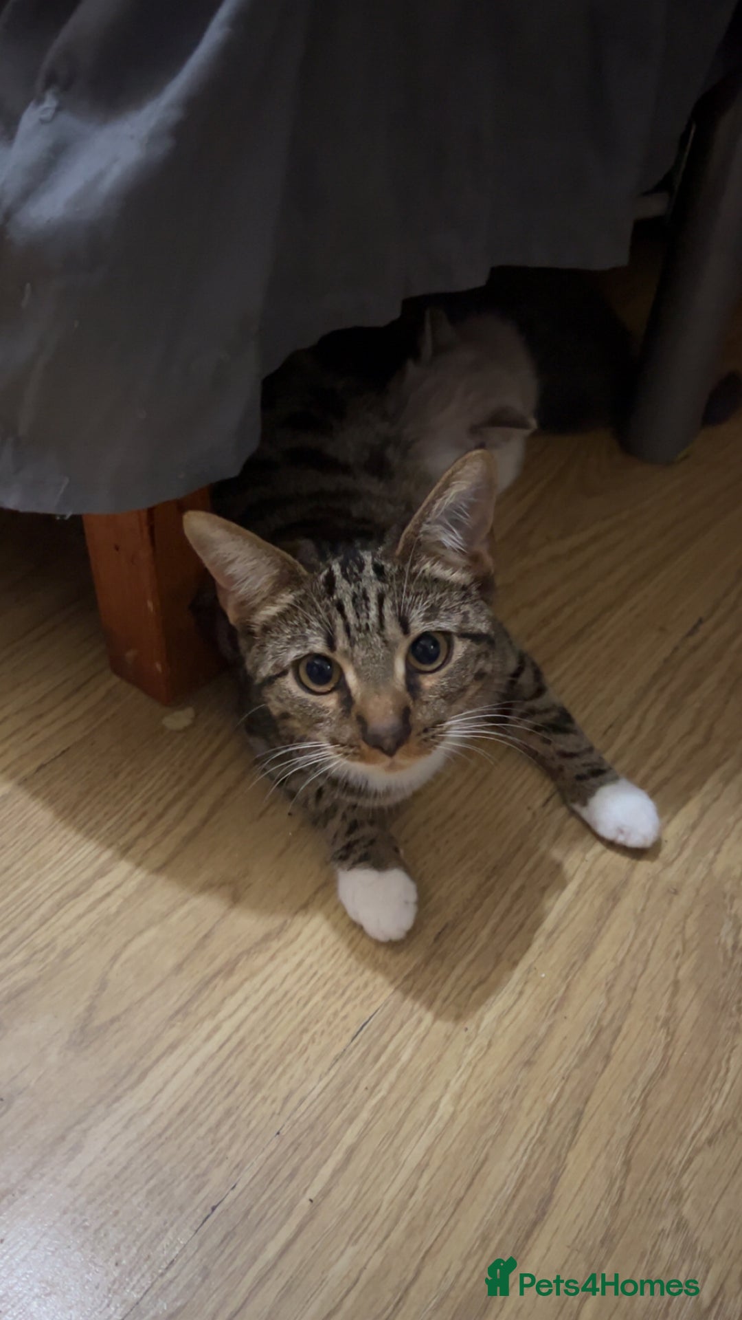 Mixed Breed cats for sale: mixed breed male cat - Image 5