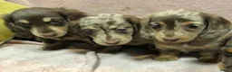 Miniature Dachshund dogs for sale: Miniature Longhaired dachshund puppy’s - Advert 7