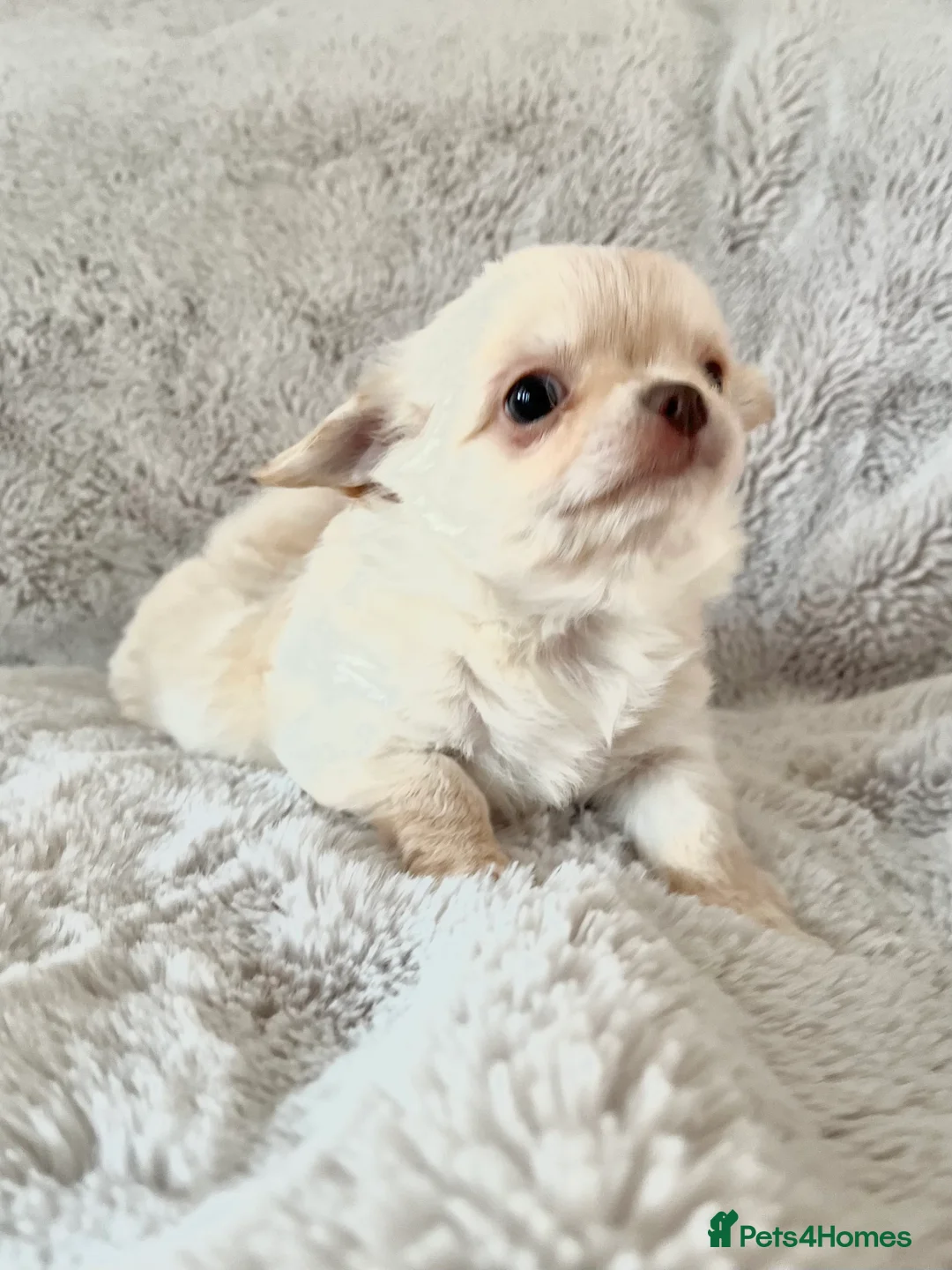 Chihuahua dogs for sale: Long coat cream chihuahua make champ lines Kc reg - Advert 4