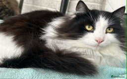 Siberian cats for sale: Pedigree Siberian cats for 5* homes only - Image 2