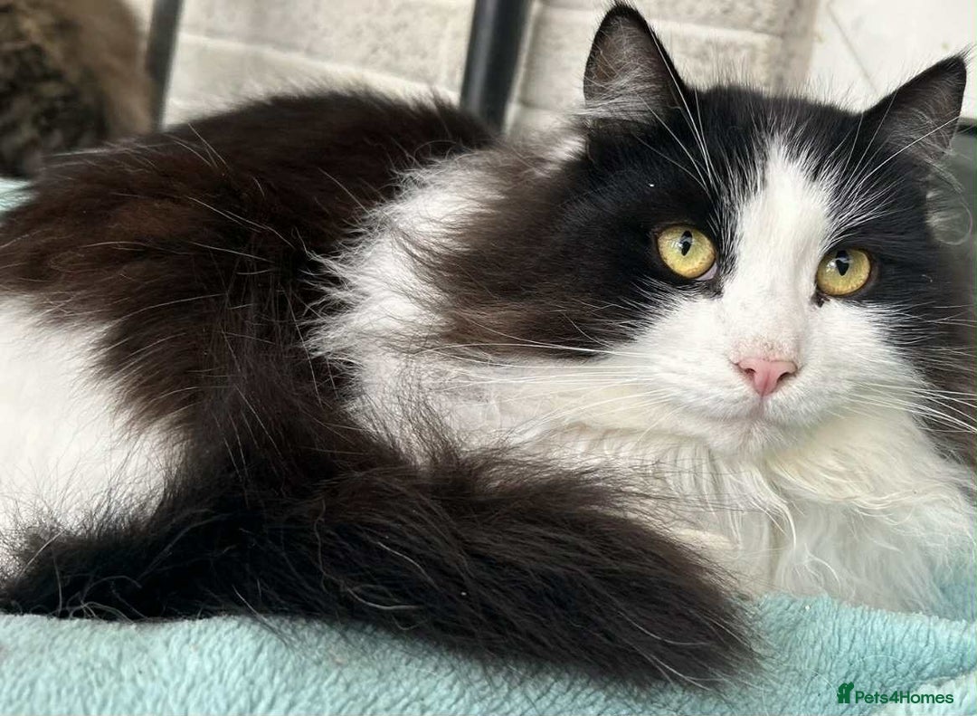 Siberian cats for sale: Pedigree Siberian cats for 5* homes only - Image 2